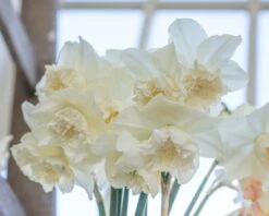 Narcissus 'White Marvel' -Flowers Sales Store narcissus white marvel 16
