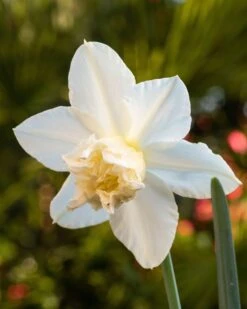 Narcissus 'White Marvel' -Flowers Sales Store narcissus white marvel 2