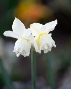 Narcissus 'White Marvel' -Flowers Sales Store narcissus white marvel 3