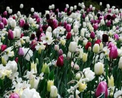 Narcissus 'White Marvel' -Flowers Sales Store narcissus white marvel 4