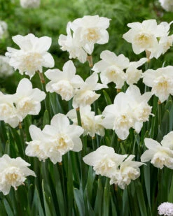 Narcissus 'White Marvel' -Flowers Sales Store narcissus white marvel 6