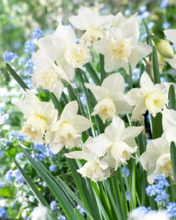Narcissus 'White Marvel' -Flowers Sales Store narcissus white marvel 8