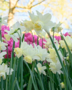 Narcissus 'White Marvel' -Flowers Sales Store narcissus white marvel 9