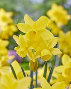 Narcissus 'Yellow Ocean' 11 Narcissus 'Yellow Ocean' -Flowers Sales Store narcissus yellow ocean 2