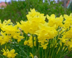 Narcissus 'Yellow Ocean' 10 Narcissus 'Yellow Ocean' -Flowers Sales Store narcissus yellow ocean 3