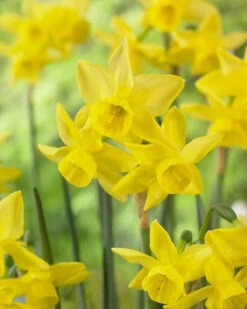 Narcissus 'Yellow Ocean' 9 Narcissus 'Yellow Ocean' -Flowers Sales Store narcissus yellow ocean 4