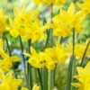 Narcissus 'Yellow Ocean' -Flowers Sales Store narcissus yellow ocean 5