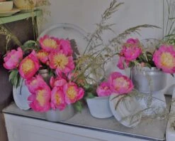 Paeonia 'Bowl Of Beauty' -Flowers Sales Store paeonia bowl of beauty 2