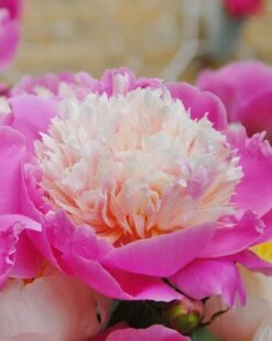 Featured Products 17 Paeonia 'Bowl Of Beauty'