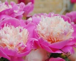 Paeonia 'Bowl Of Beauty' -Flowers Sales Store paeonia bowl of beauty 4