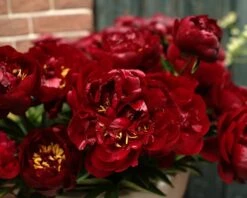 Paeonia 'Buckeye Belle' -Flowers Sales Store paeonia buckeye bell 2