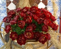 Featured Products -Flowers Sales Store paeonia buckeye bell 3