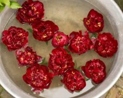 Paeonia 'Buckeye Belle' -Flowers Sales Store paeonia buckeye bell 4