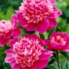 Paeonia 'Madame Emile Debatene' -Flowers Sales Store paeonia emile debatene 1