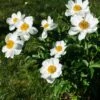 Paeonia Emodi -Flowers Sales Store paeonia emodi 00