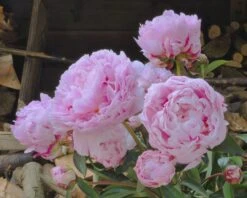 Paeonia 'Sarah Bernhardt' -Flowers Sales Store paeonia sarah bernhardt 3