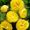 Paeonia 'Yellow Crown XXL' -Flowers Sales Store paeonia yellow crown 1 c97dd74d 82f8 4881 b616 38056acb389f
