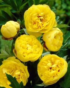 Featured Products 7 Paeonia 'Yellow Crown XXL'