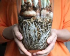 Narcissus Tazetta 'Paperwhite' -Flowers Sales Store paperwhites 00