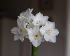 Narcissus Tazetta 'Paperwhite' -Flowers Sales Store paperwhites 01