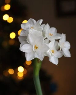 Narcissus Tazetta 'Paperwhite' -Flowers Sales Store paperwhites 02
