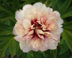 Paeonia 'All That Jazz' 16 Paeonia 'All That Jazz' -Flowers Sales Store peony all that jazz 1