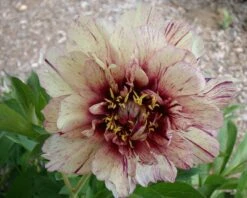 Paeonia 'All That Jazz' 23 Paeonia 'All That Jazz' -Flowers Sales Store peony all that jazz 10