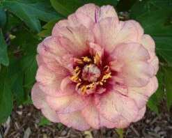 Paeonia 'All That Jazz' 25 Paeonia 'All That Jazz' -Flowers Sales Store peony all that jazz 12