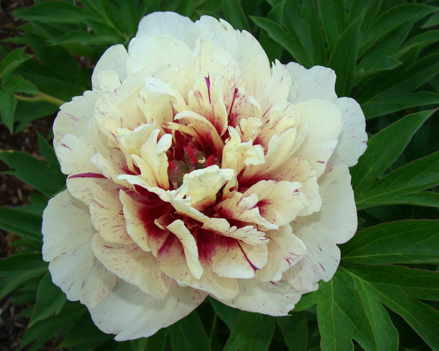 Paeonia 'All That Jazz' 6 Paeonia 'All That Jazz' - Image 4