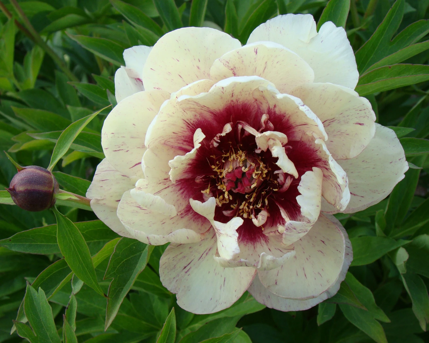Paeonia 'All That Jazz' 7 Paeonia 'All That Jazz' - Image 5