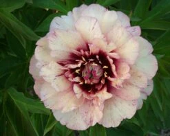 Paeonia 'All That Jazz' 19 Paeonia 'All That Jazz' -Flowers Sales Store peony all that jazz 5