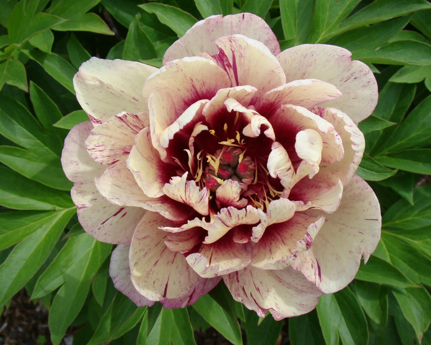 Paeonia 'All That Jazz' 9 Paeonia 'All That Jazz' - Image 7
