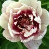 Paeonia 'All That Jazz' -Flowers Sales Store peony all that jazz 7 8a571a7a e305 45c6 bcec ad4a9884f7e5
