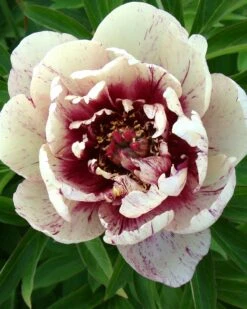 Featured Products 11 Paeonia 'All That Jazz'