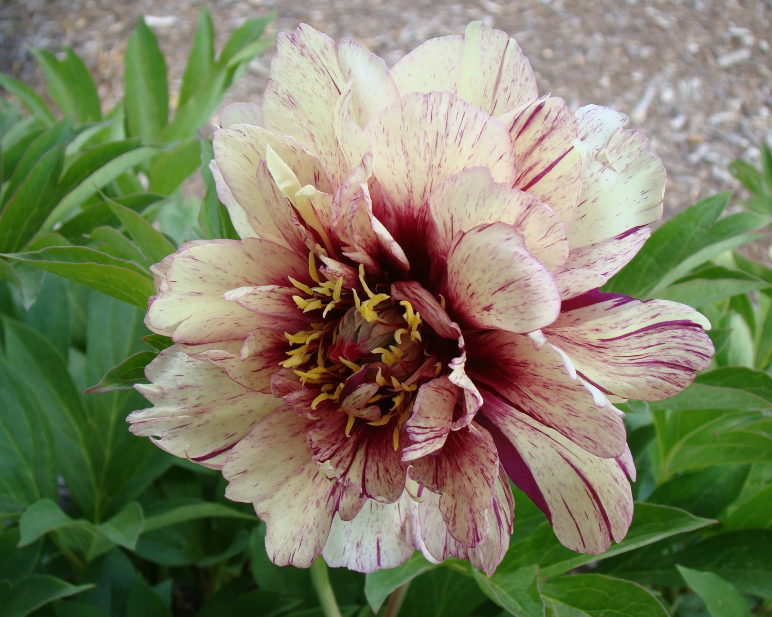 Paeonia 'All That Jazz' 10 Paeonia 'All That Jazz' - Image 8