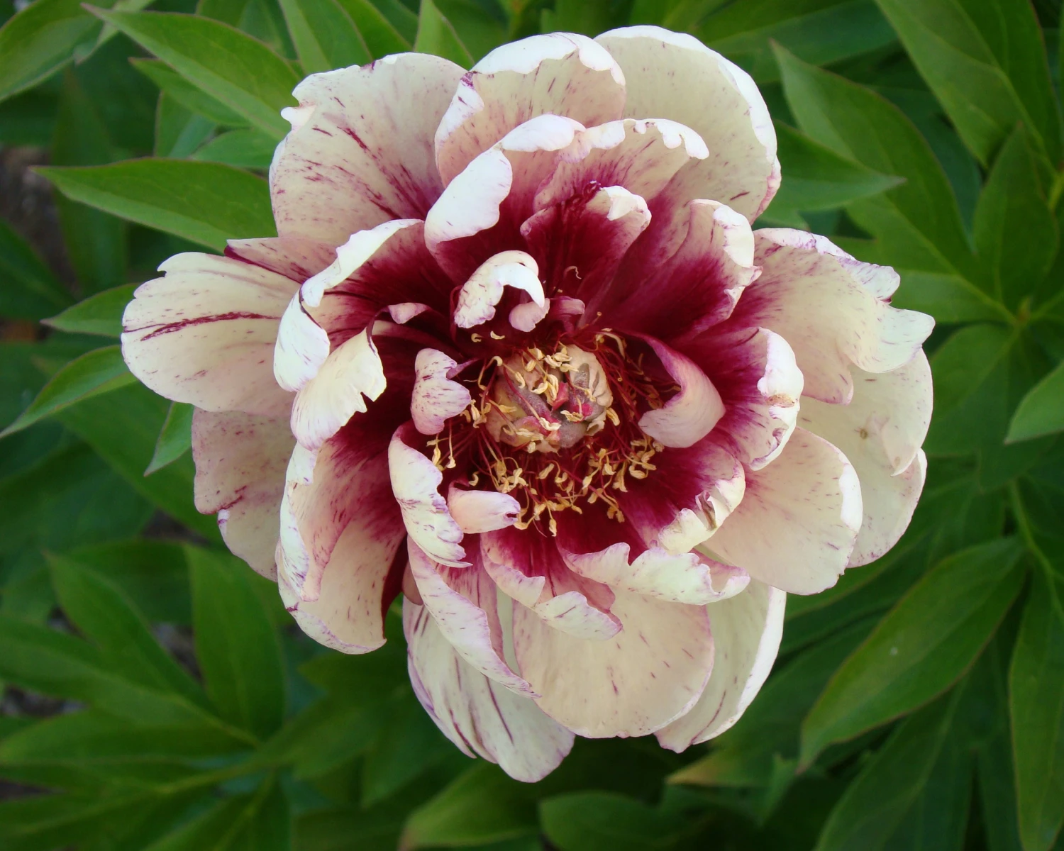 Paeonia 'All That Jazz' 11 Paeonia 'All That Jazz' - Image 9