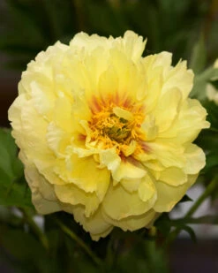 Paeonia 'Bartzella' -Flowers Sales Store peony bartzella 0