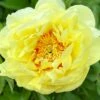 Paeonia 'Bartzella' -Flowers Sales Store peony bartzella 0 3c85400a ec54 4c53 83dc da5cdd3770b4