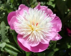 Paeonia 'Bowl Of Beauty' -Flowers Sales Store peony bowl of beauty 0