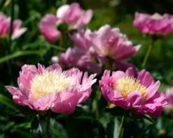 Paeonia 'Bowl Of Beauty' -Flowers Sales Store peony bowl of beauty 1