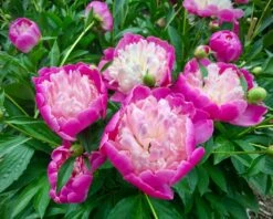 Paeonia 'Bowl Of Beauty' -Flowers Sales Store peony bowl of beauty 3