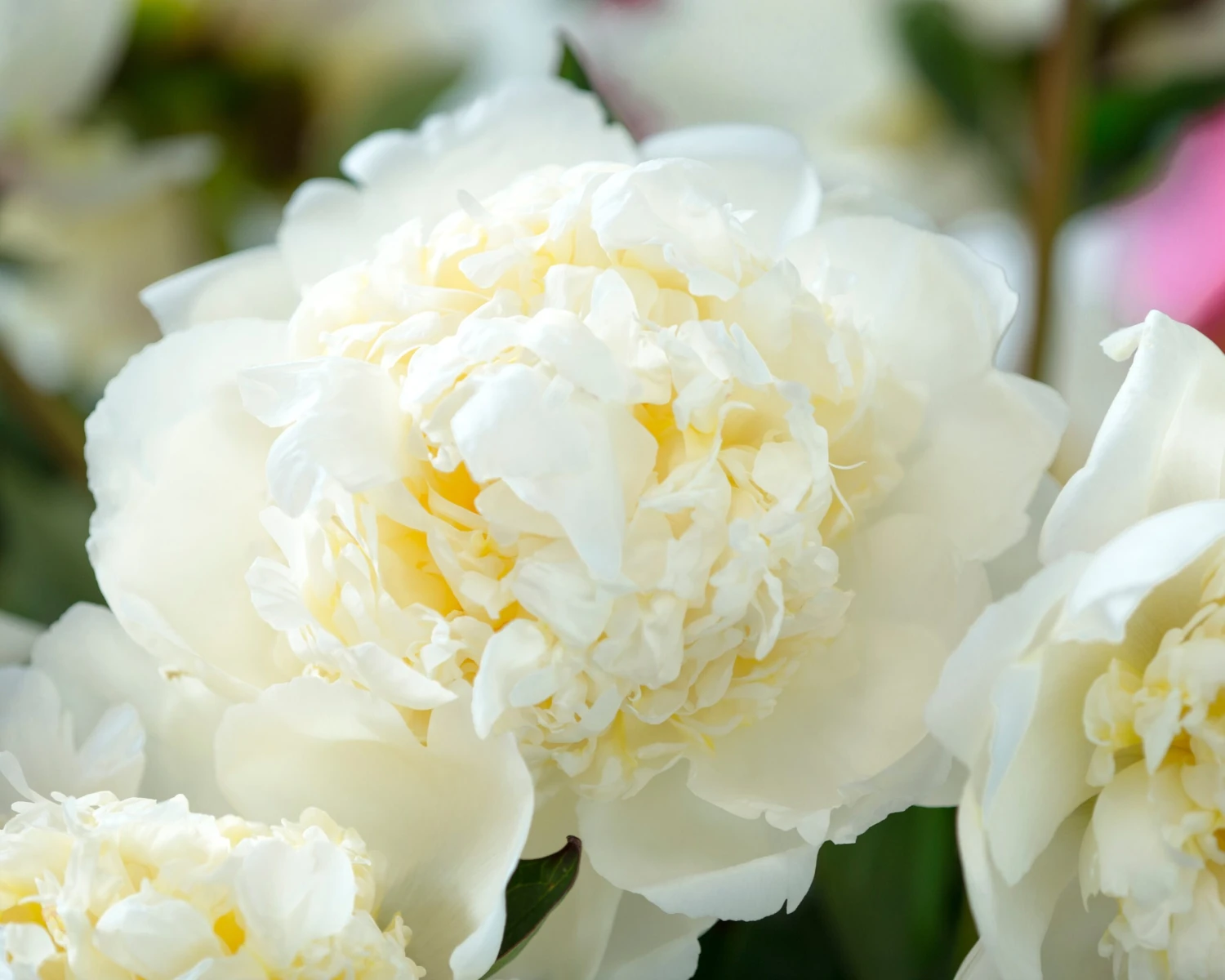 Paeonia 'Bridal Shower' 7 Paeonia 'Bridal Shower' - Image 5