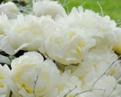 Paeonia 'Bridal Shower' 13 Paeonia 'Bridal Shower' -Flowers Sales Store peony bridal shower 3