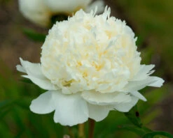 Paeonia 'Bridal Shower' 11 Paeonia 'Bridal Shower' -Flowers Sales Store peony bridal shower 4