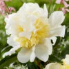 Paeonia 'Bridal Shower'