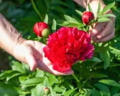Paeonia 'Buckeye Belle' -Flowers Sales Store peony buckeye bell 1