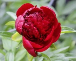 Paeonia 'Buckeye Belle' -Flowers Sales Store peony buckeye bell 3
