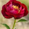 Paeonia 'Buckeye Belle'