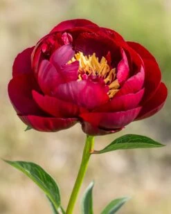 Featured Products 15 Paeonia 'Buckeye Belle'