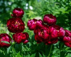 Paeonia 'Buckeye Belle' -Flowers Sales Store peony buckeye bell 5